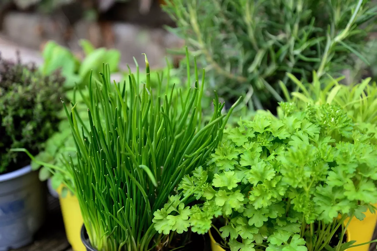 aromatique