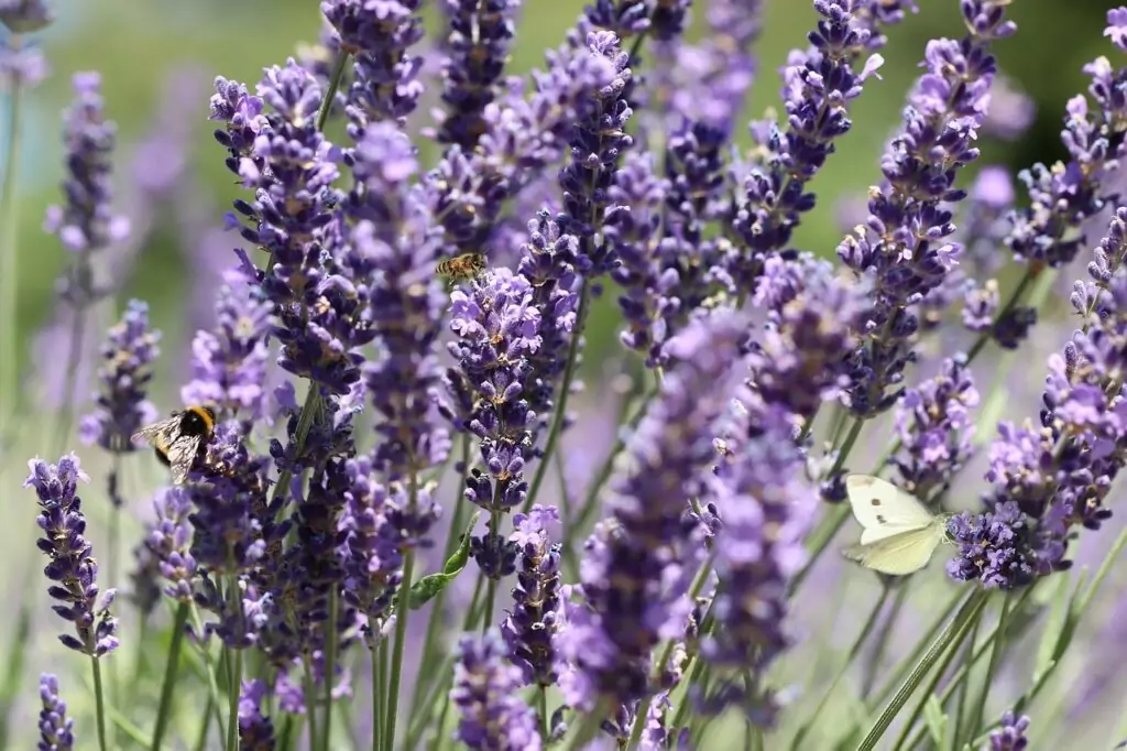 lavender-lavender-field-butterfly-4348354 lavande-bio