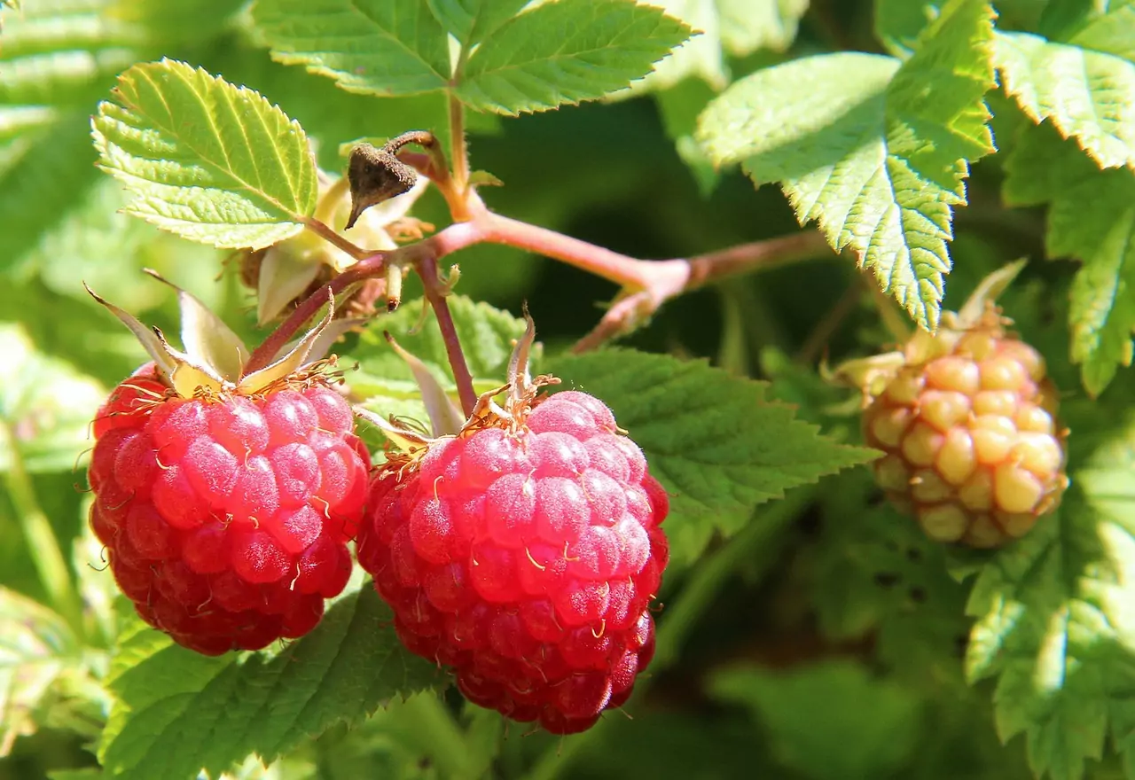 petits fruits pépinière, framboise