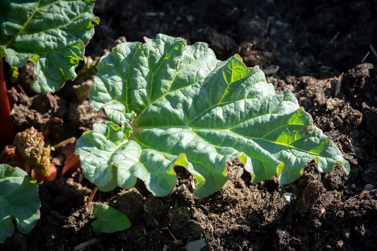rhubarb-plant-green-5033307 rhubarbe-bio